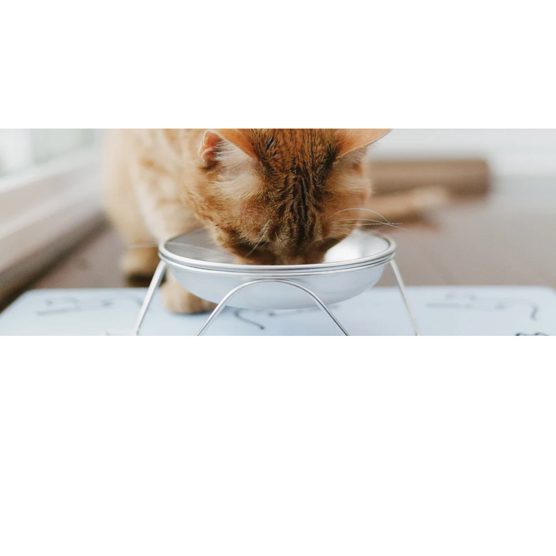 Cat Bowls & Feeders