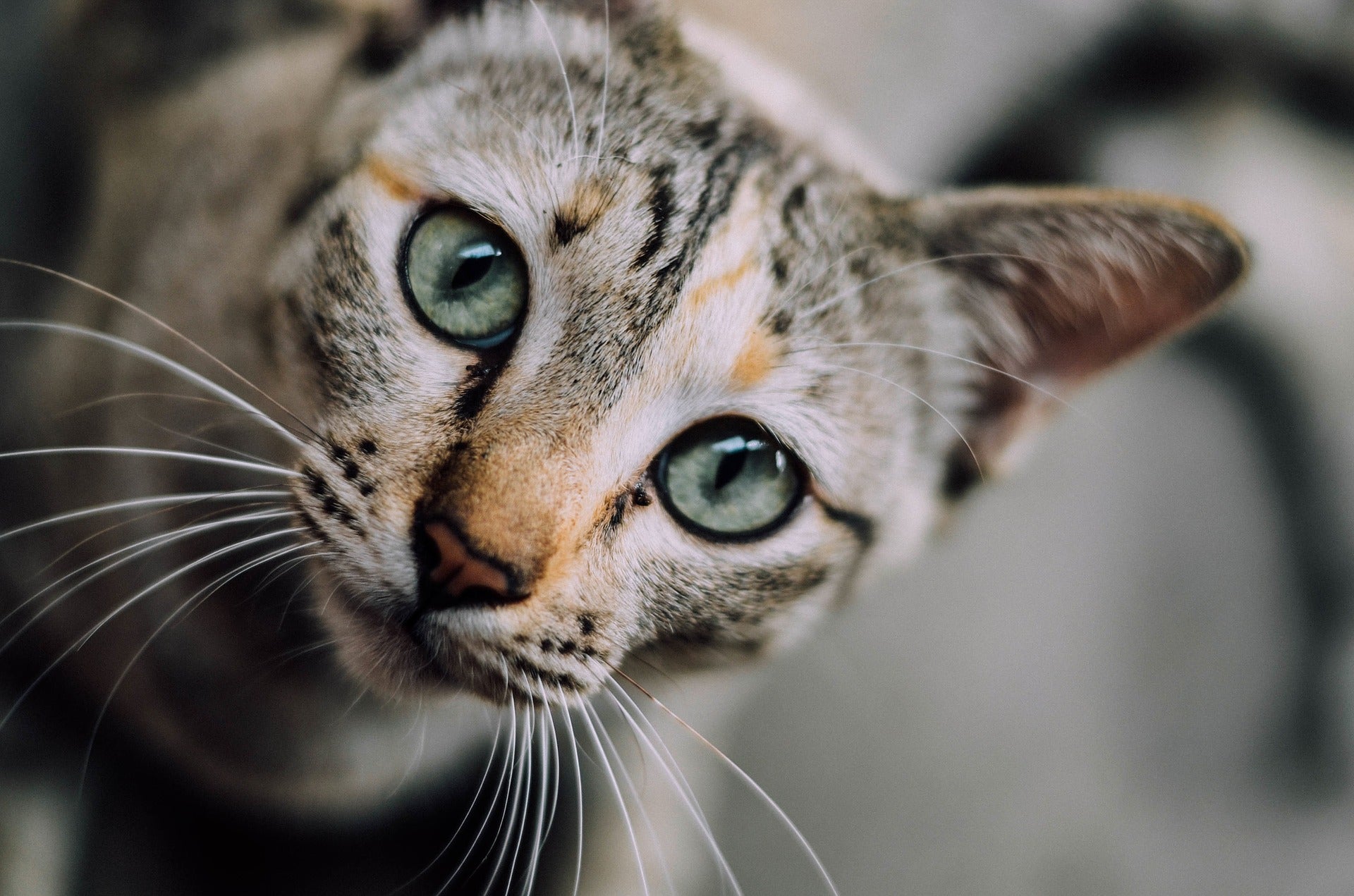 Shop Cat