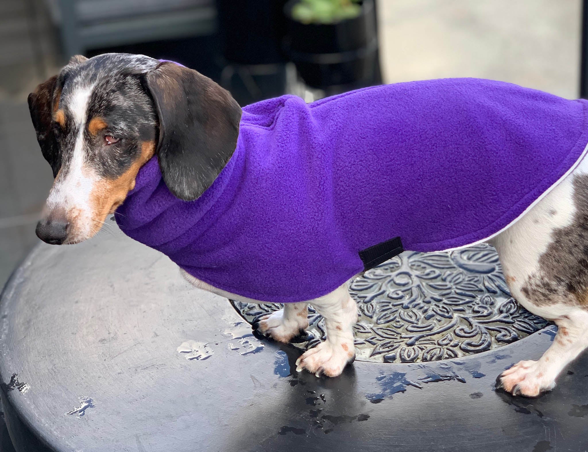 Pet Clothing (Dachshund Style)