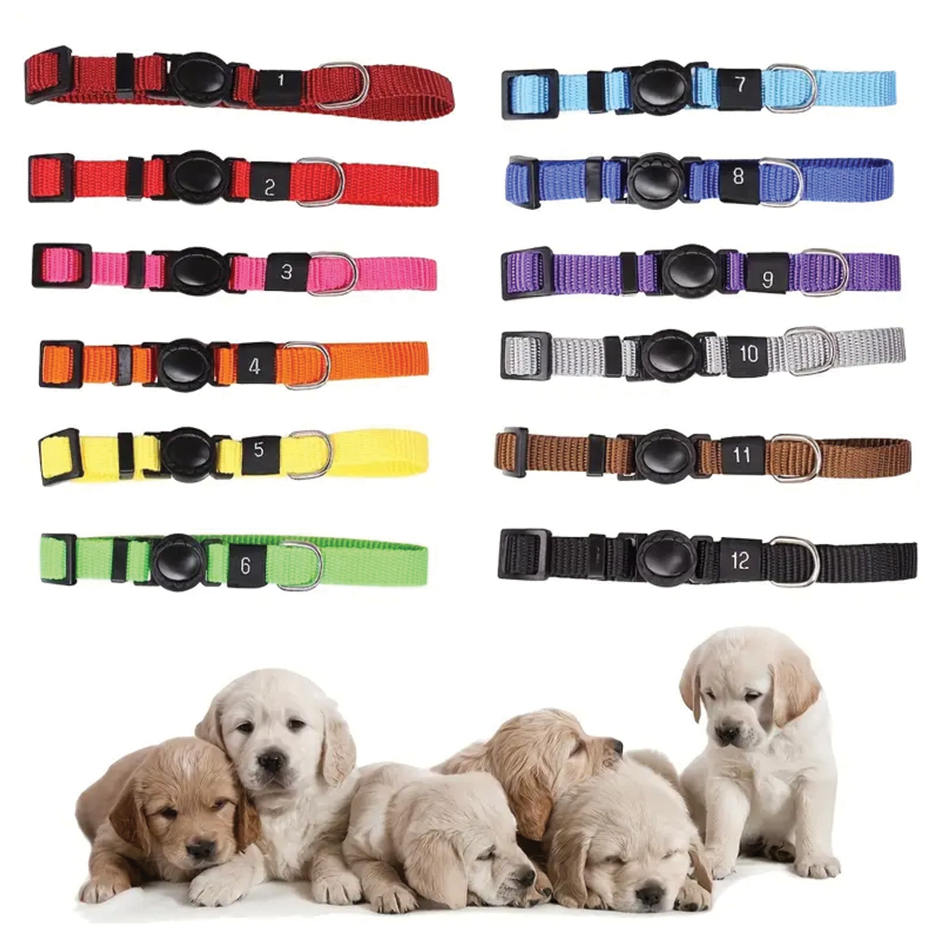 Puppy and Kitten ID Collars